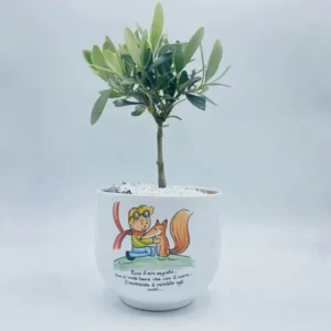 Bonsai d'ulivo Piccolo Principe Natura